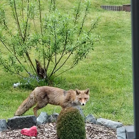Turmeck * Altenau (Lower-Saxony)